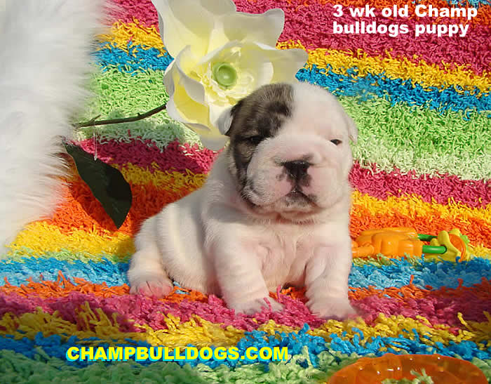 English bulldog pictures